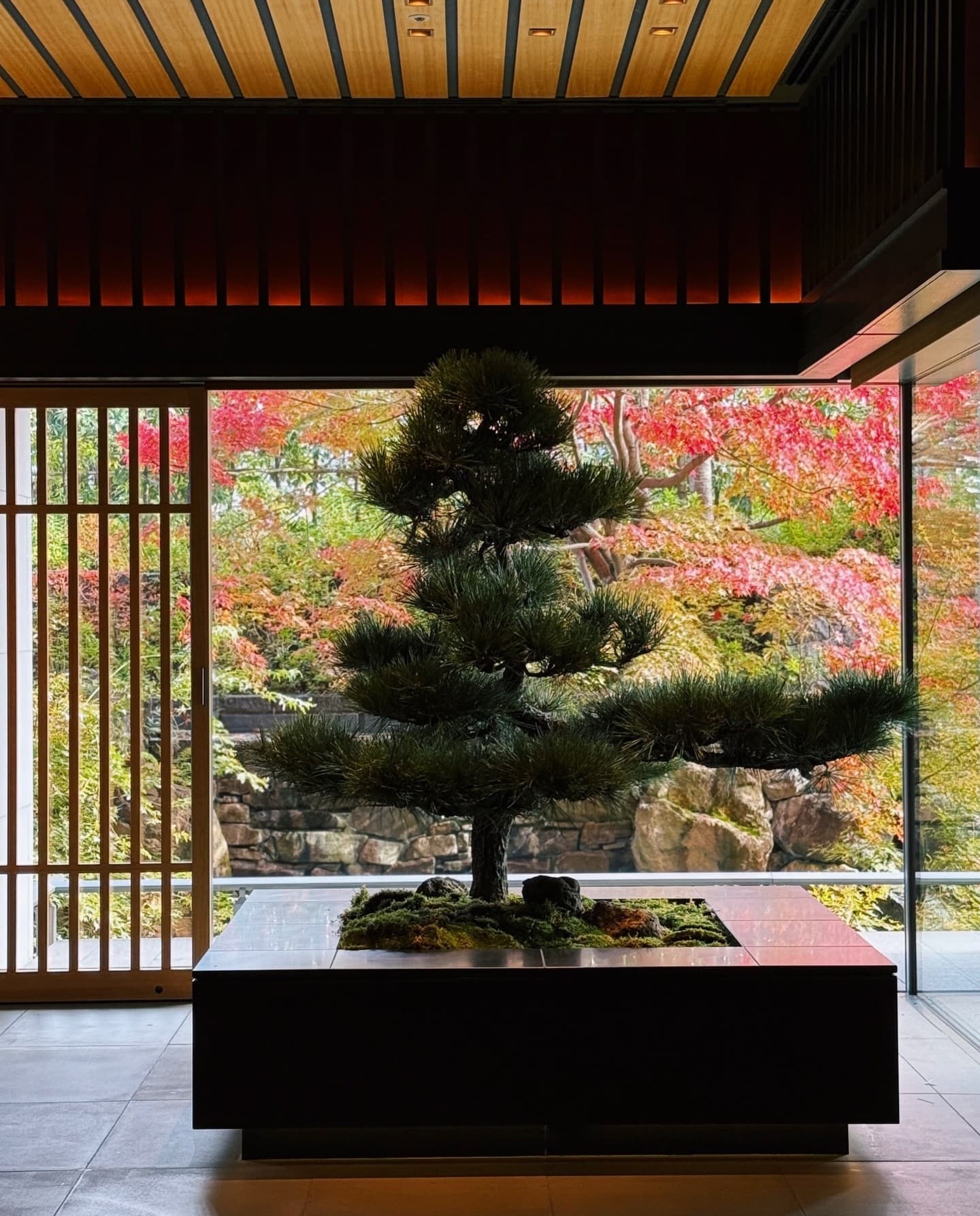 Bonsai pine in the lobby of The Ritz-Carlton, Kyoto, with autumn maples behind the glass